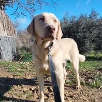 MARLEY 1 ANNO labrador dodley TG M in adozione