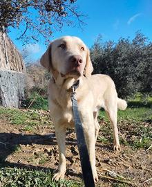 MARLEY 1 ANNO labrador dodley TG M in adozione