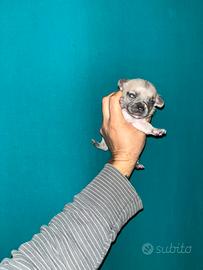 Cucciolo di Chihuahua lilac maschietto TOY