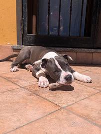 Amstaff cucciola