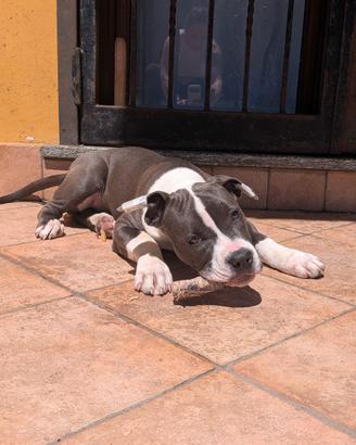 Amstaff cucciola