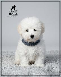 Barboncino toy bianco