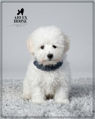 Barboncino toy bianco