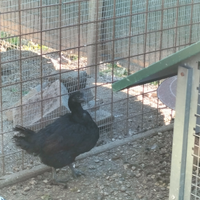 Galline ayem cemani
