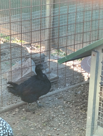 Galline ayem cemani