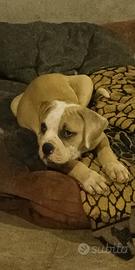 American Bulldog