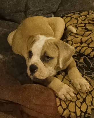 American Bulldog