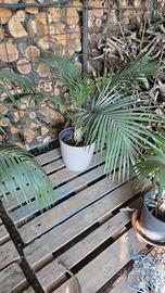 Howea Belmoreana (Kentia)