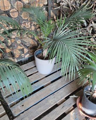 Howea Belmoreana (Kentia)