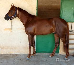 Puledro S.I da salto ostacoli 2023