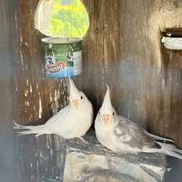 Pappagalli calopsite