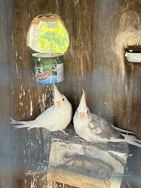 Pappagalli calopsite