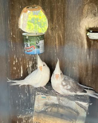 Pappagalli calopsite