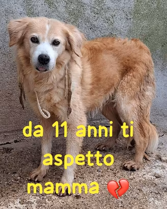 SISSY 11 ANNI taglia media piccola 13/15 kg
