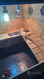 Pogona sub adulta