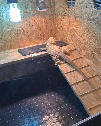 Pogona sub adulta