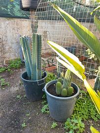 Cactus giganti