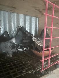 Colombi pavoncele indiane