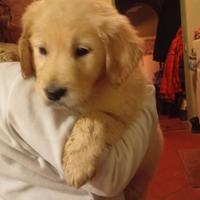 Golden retriever inglese