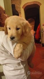 Golden retriever inglese