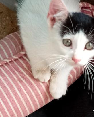 Gattino maschio di circa 2 mesi