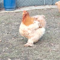 Disponibili Cocincina Grande e uova fecondi