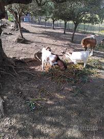 Capre Tibetani