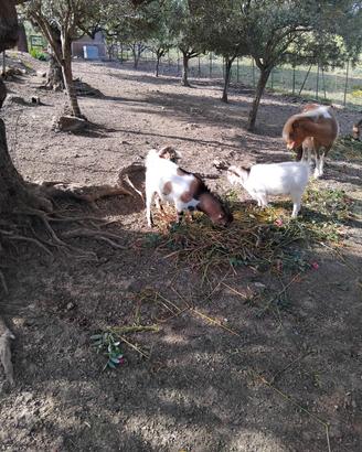 Capre Tibetani