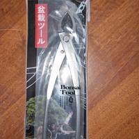 tronchese obliqua bonsai