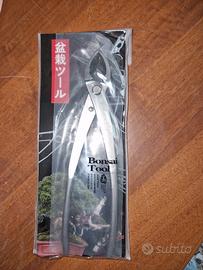 tronchese obliqua bonsai