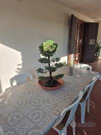 bonsai picea abies albertiana
