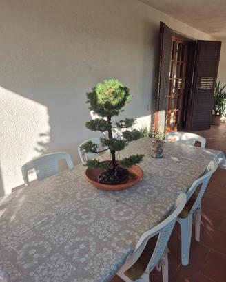 bonsai picea abies albertiana