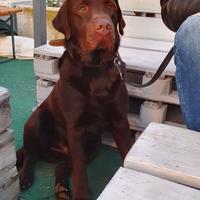 Labrador maschio da monta