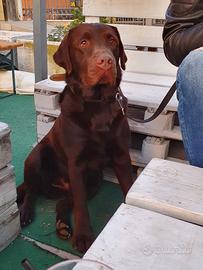 Labrador maschio da monta