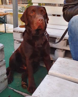 Labrador maschio da monta con pedigree