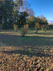 Terreno agricolo/noccioleto