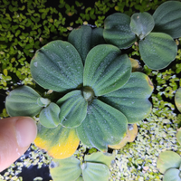Pistia stratoides pianta acquario