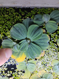 Pistia stratoides pianta acquario