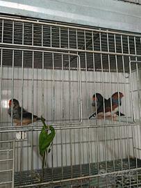 3 diamantini femmine