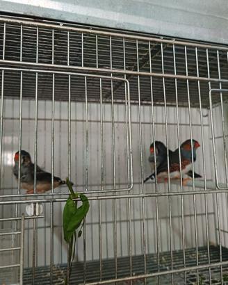 3 diamantini femmine