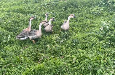 Maschi di oca cignoide