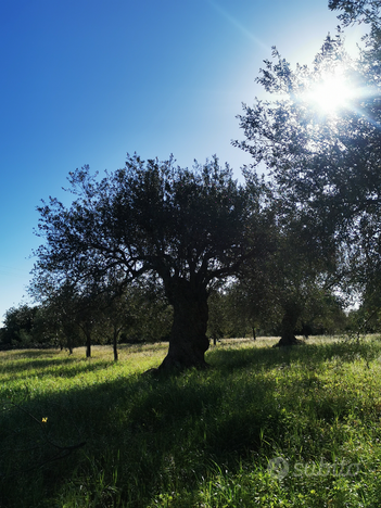 Terreno 5 ettari Modica-Noto