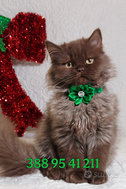 Scottish Straight chiocciolat femmina