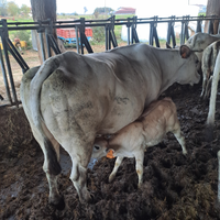 Vacca piemontese con vitella