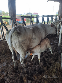 Vacca piemontese con vitella
