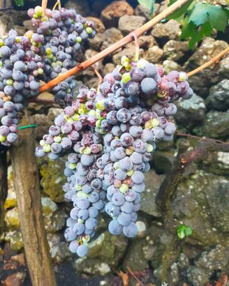 Uva da vino