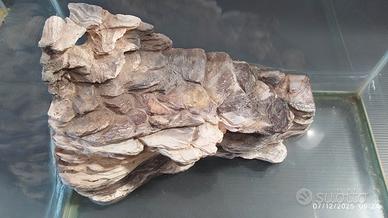 acquario per tartaruga 