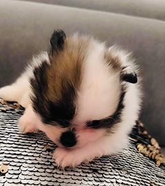 Spitz tedesco nano