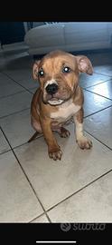 Cuccioli pitbull