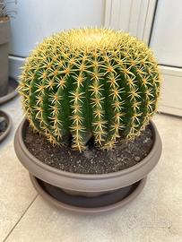 ECHINOCACTUS GRUSONII BREVISPINUS